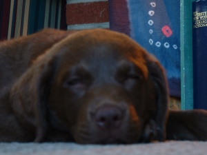 Mocha snoozing the day we brought her home